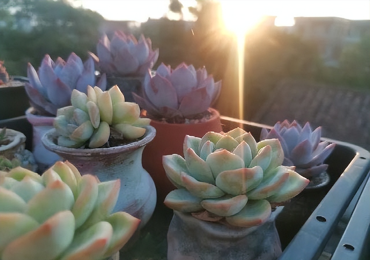 多肉植物存活率多少合适,网购的多肉怎么样快速养好根