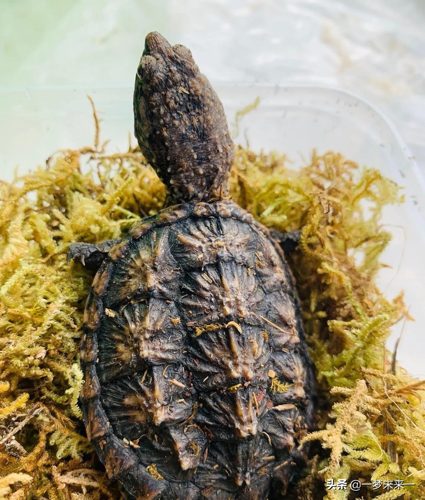 家养小鳄龟用什么水质不会得病,家里养特别小的小鳄龟视频