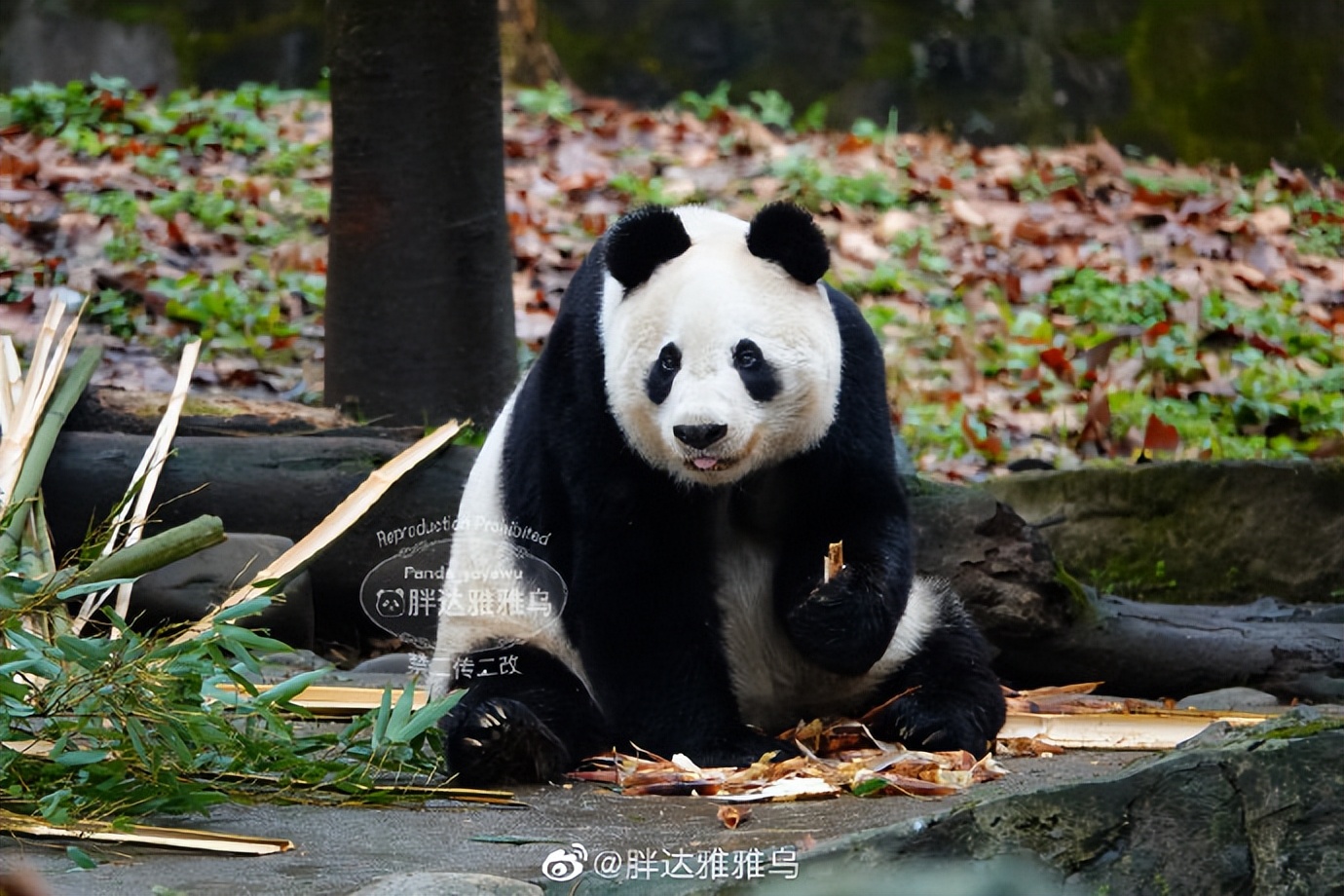 不高的高高和他不白的老婆白云——91年出生的童颜女神大熊猫白云