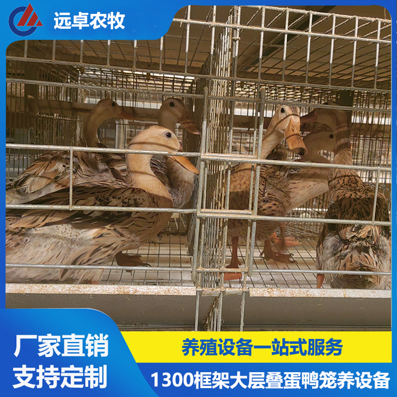 赶鸭子上架其实是好事,赶鸭子上架的含义