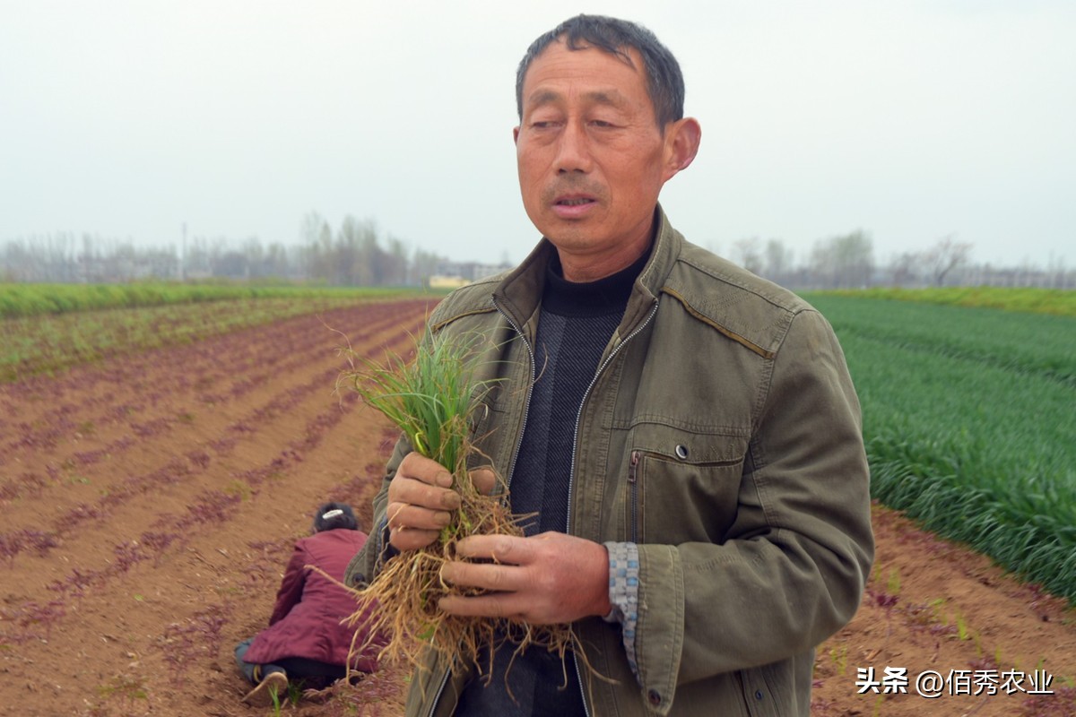 除草剂二甲戊灵有哪些,二甲戊灵除草剂使用技术问题