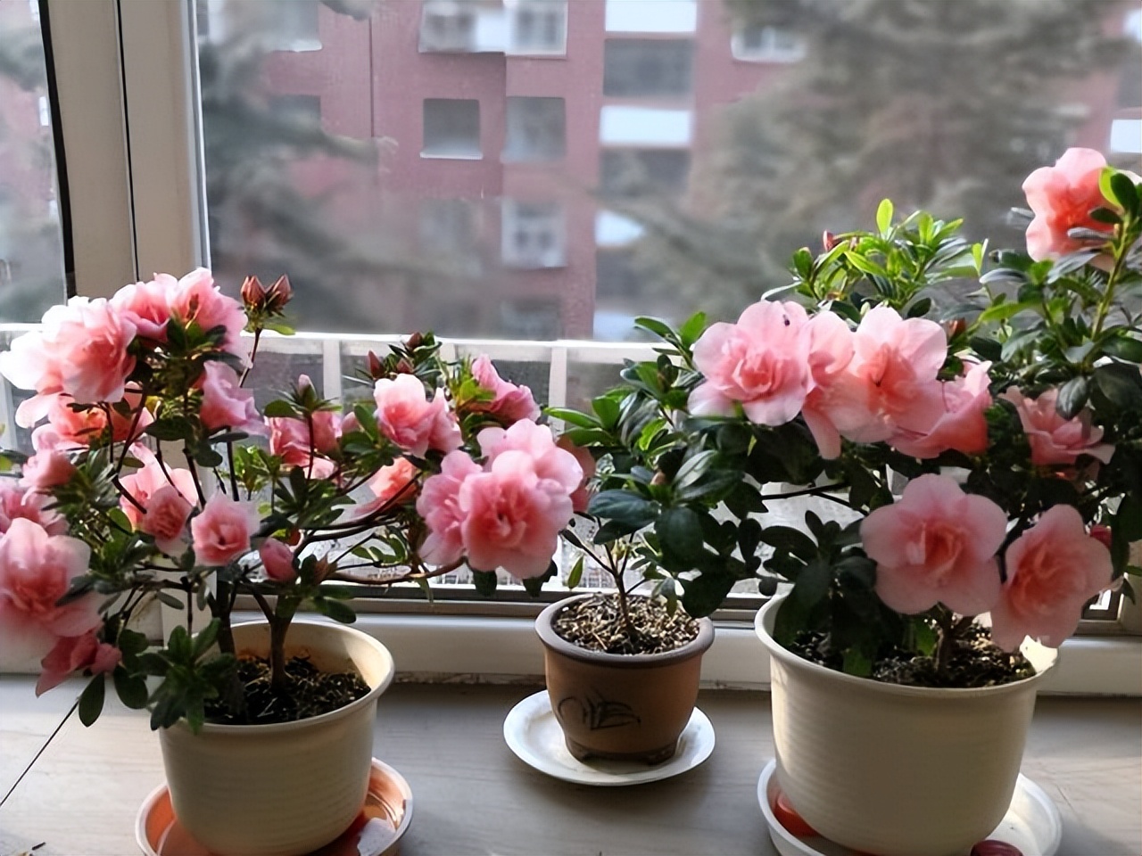 家里养花不养人的说法,家里花养不起来是不是风水不好