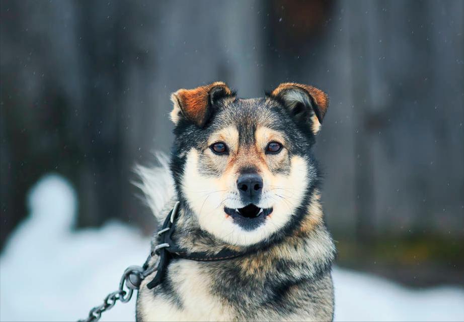 遇到恶狗千万别跟恶狗争道,遇到恶狗如何自救实战