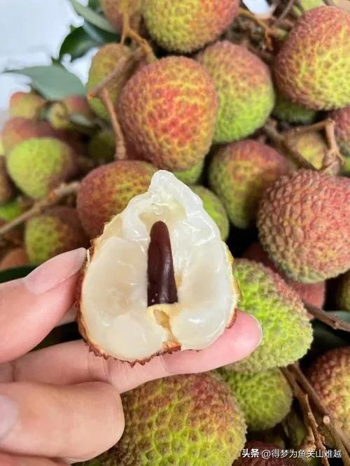 妃子笑荔枝大降价,妃子笑荔枝破价预售