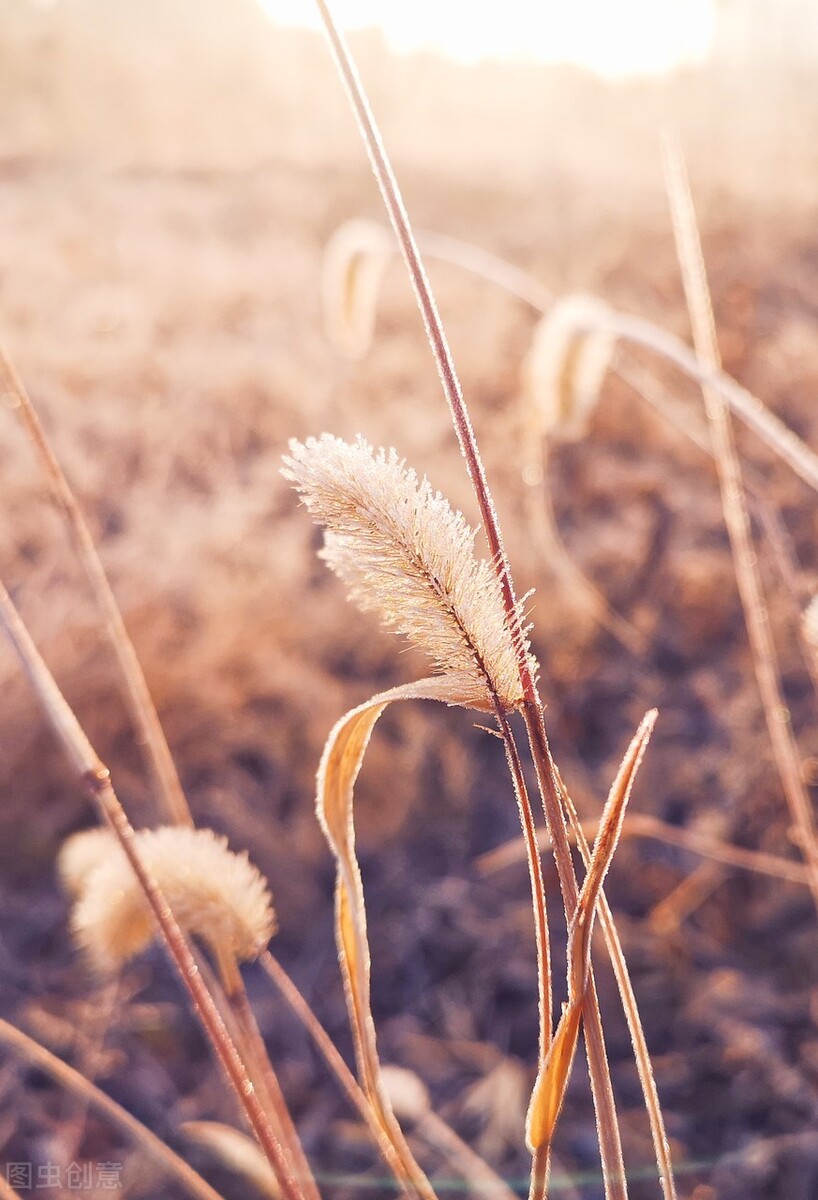离离原上草一岁一枯荣的翻译,离离原上草一岁一枯荣诗句的意思