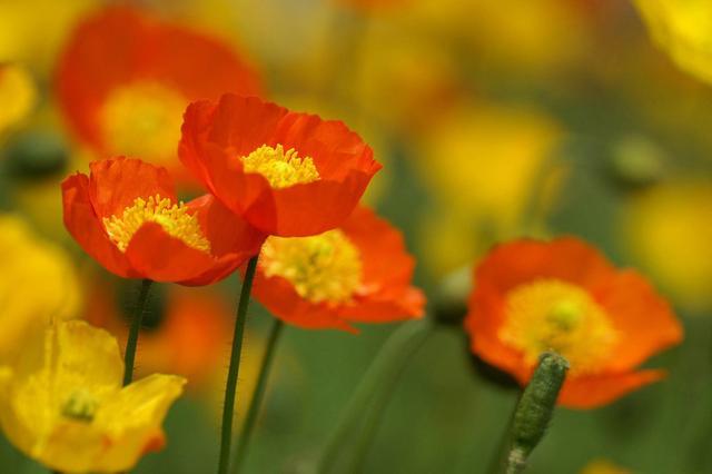 56岁阿姨不再婚的忠告,一位65岁离婚女人的心里话