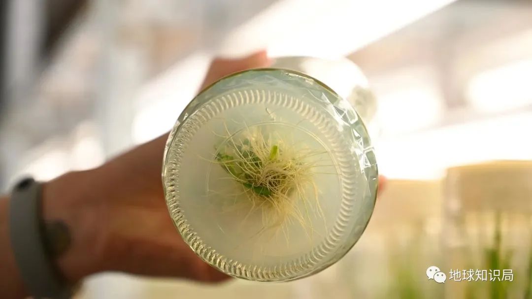 泰国米，从小吃到大|地球知识局