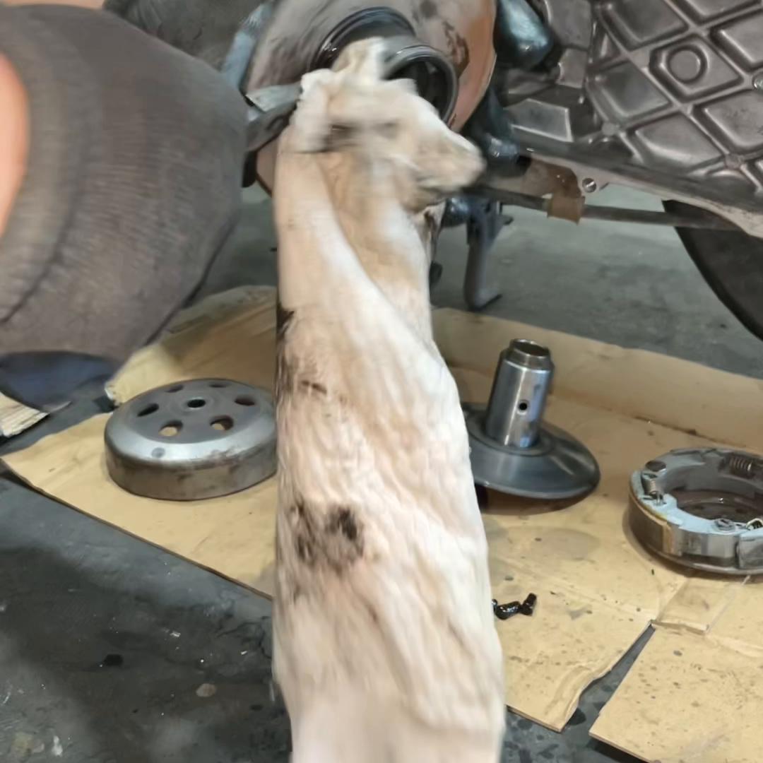 本田自由today50更换皮带,新大洲本田自由50皮带尺寸