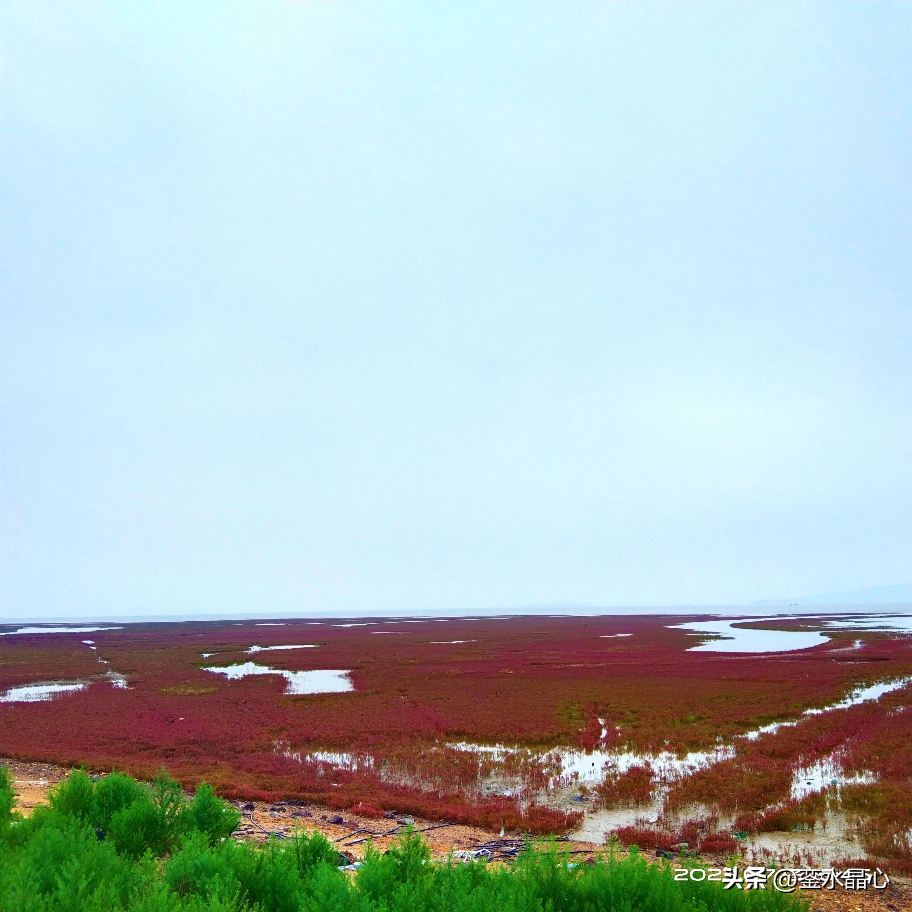 兴城红海滩值得去吗,兴城红海滩十月一日去红吗