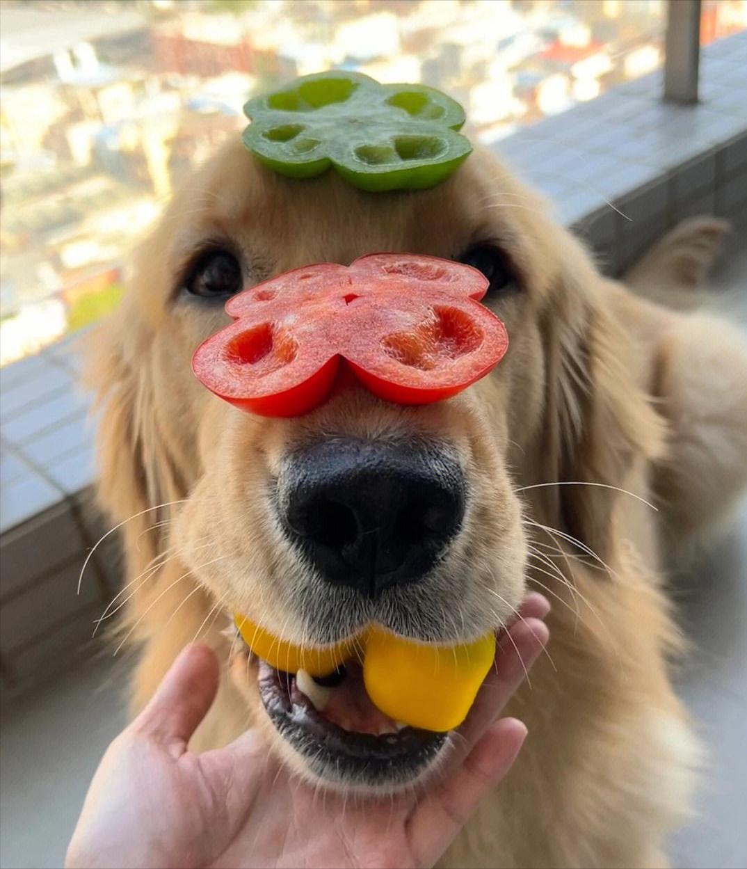 狗会旺主人的特征,一条狗有这几种表现说明智商很低