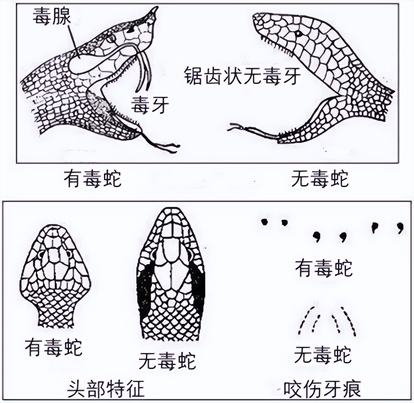 在野外遇到毒蛇怎么办,在野外遇到蟒蛇该怎么办