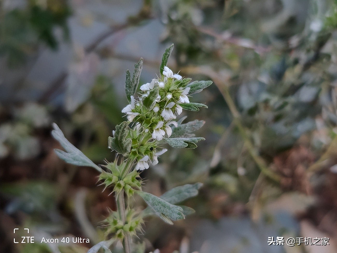 中兴axon30ultra航天版拍照评测,中兴axon40ultra航天版发布会