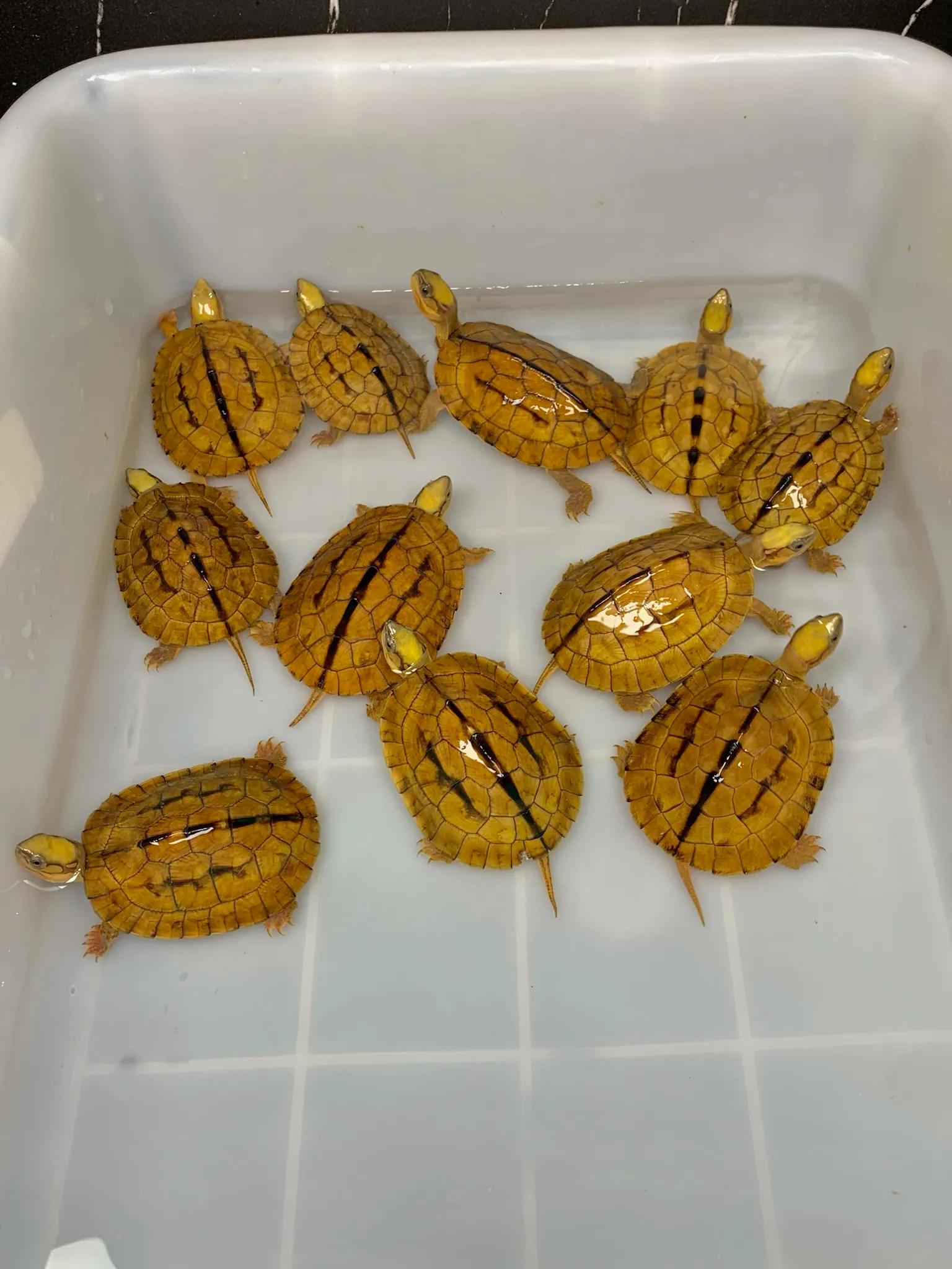 宠物金钱龟怎么喂,宠物金钱龟养殖方法