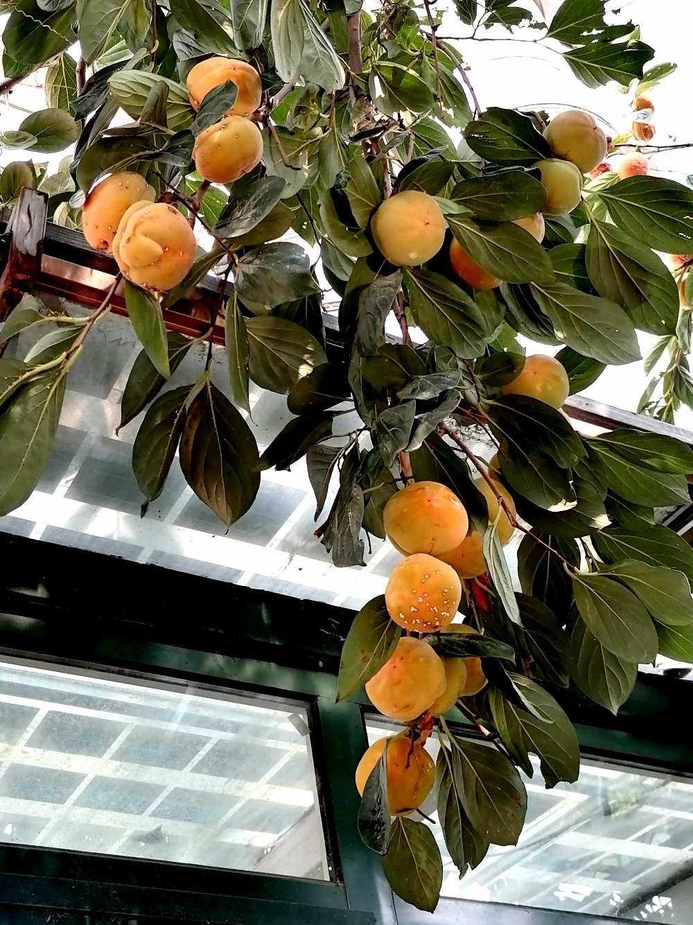 适合家庭院子种植的大型果树,适合阳台种植的果树结果多