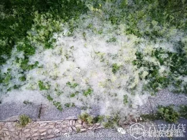 柳絮纷飞的古诗词,关于柳絮飞舞的古诗句