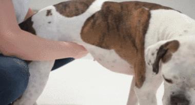 猫咪吃东西被噎住,猫咪吃东西卡住怎么救