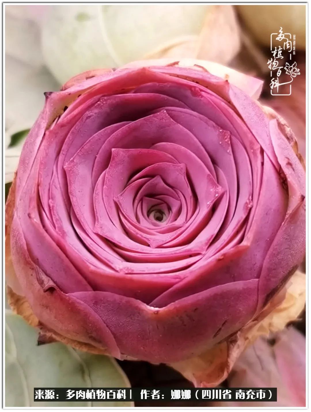 带刺的玫瑰阳台多肉,开花的玫瑰多肉