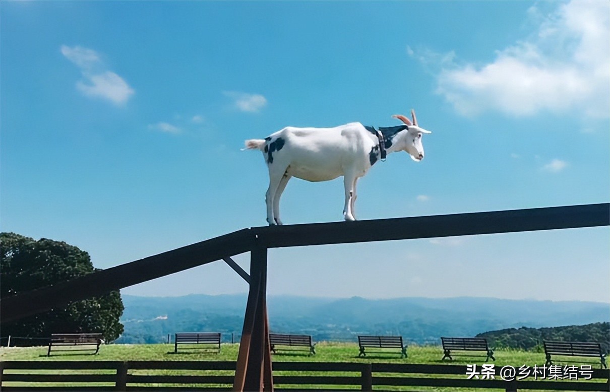 日本亲子农场主题乐园,日本妈妈牧场成功的原因