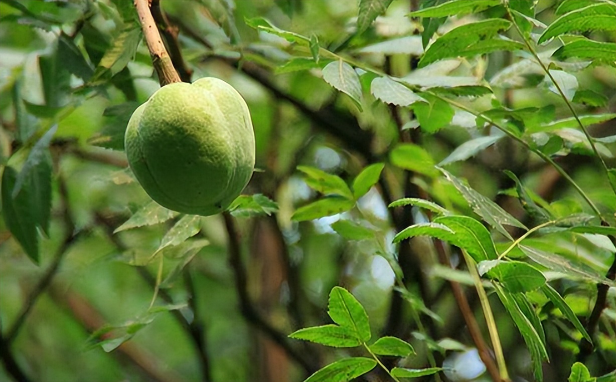 中国特有珍稀树种文冠果,文冠果与油茶果一样吗