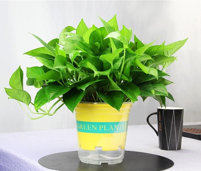 你给花草安的“家”舒心吗？