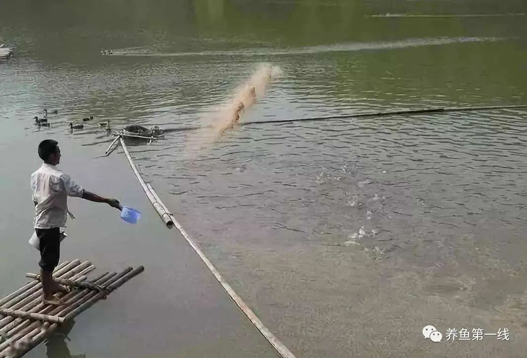 细菌性败血症鱼怎么治,淡水鱼败血症治疗