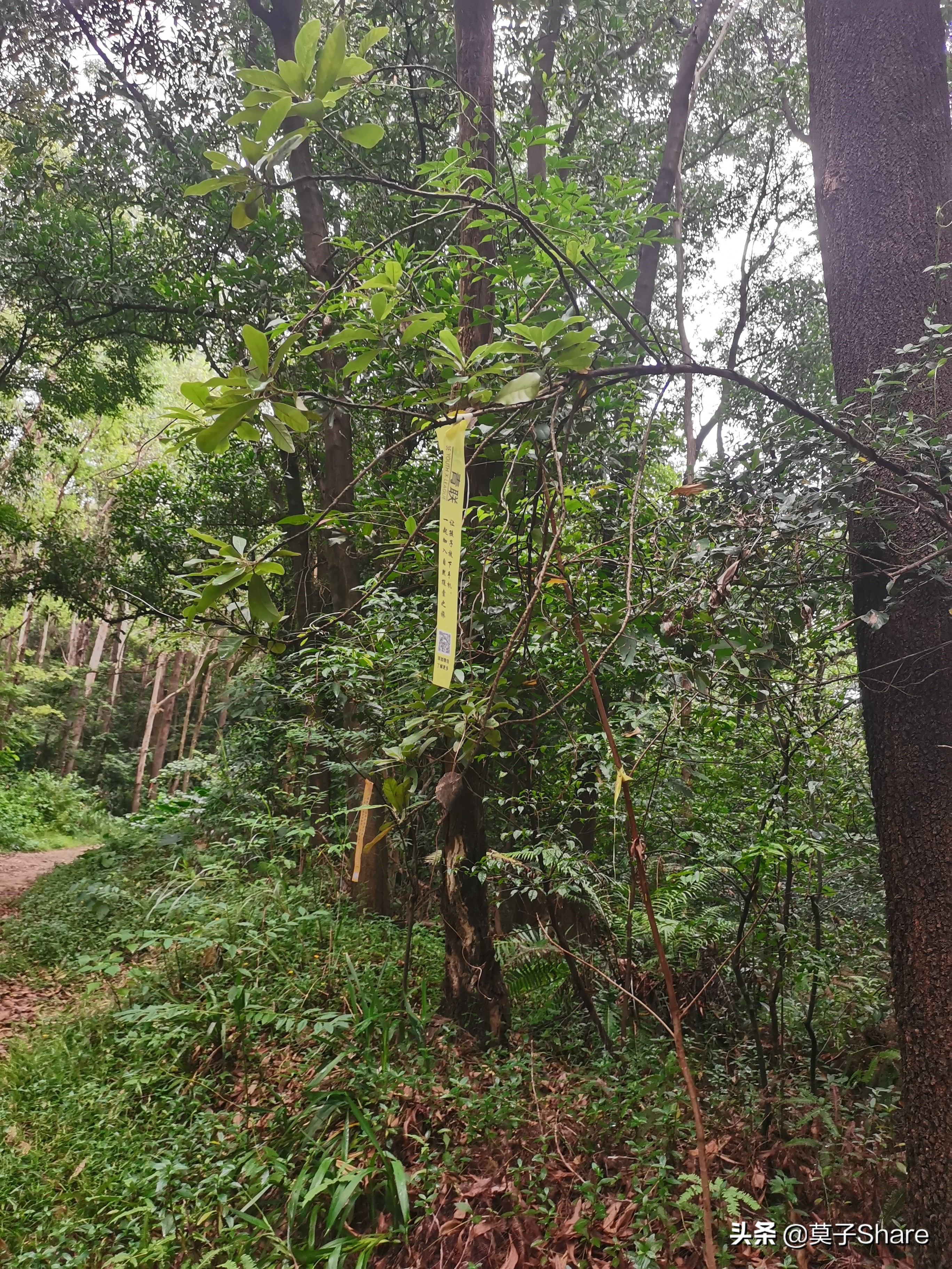 广州白云山小众公园,广州白云山原始森林公园旅游攻略