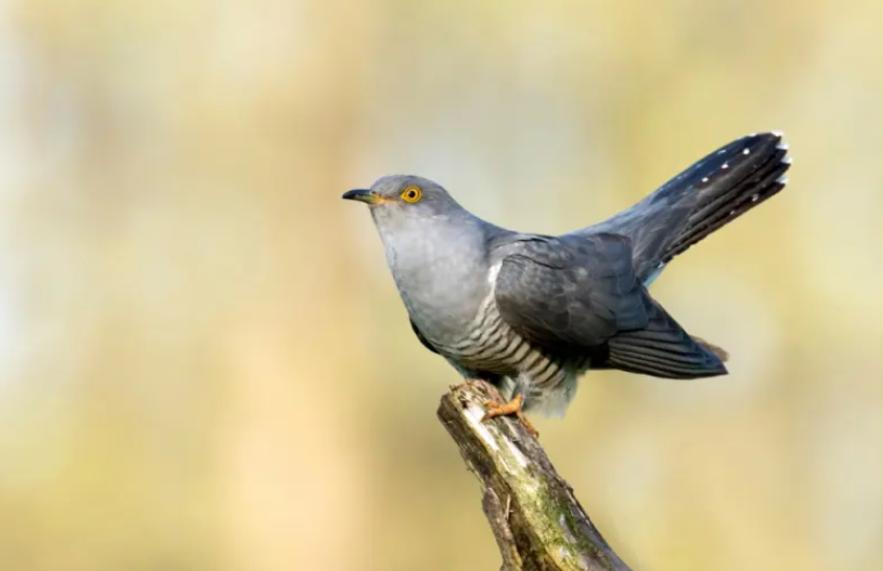 斑鸠在巢穴边不走说明什么,野斑鸠可以喂昆虫吗