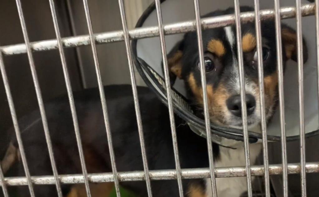 小狗子宫脱垂是什么原因,生小狗胎盘留肚子里了怎么办