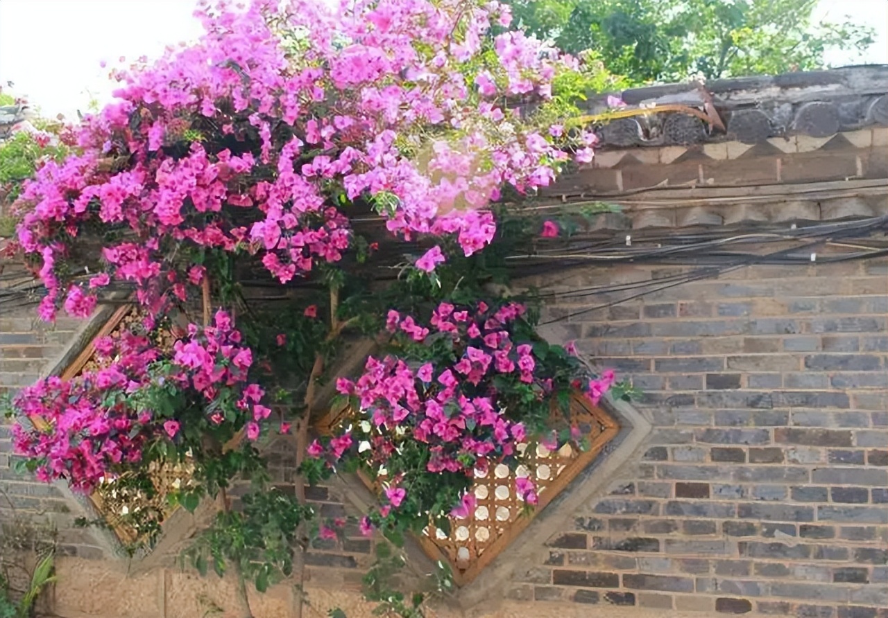 它是“花中劳模”，种植简单，开花量较多，庭院阳台皆可种