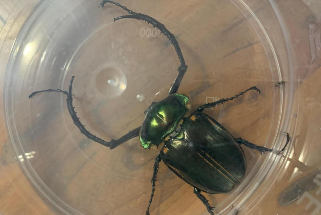 阳彩臂金龟为什么会灭绝,阳彩臂金龟真的灭绝了吗