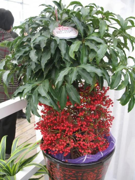 花开富贵花卉图片大全,金玉满堂花图片