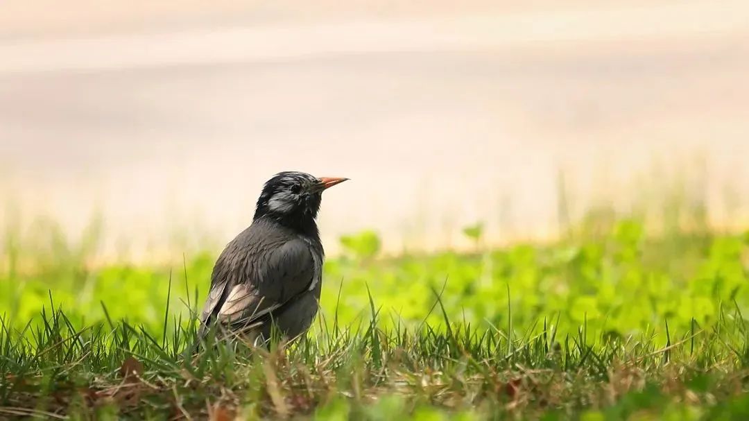 师大寻鸟记，这些小可爱，你都见过吗？