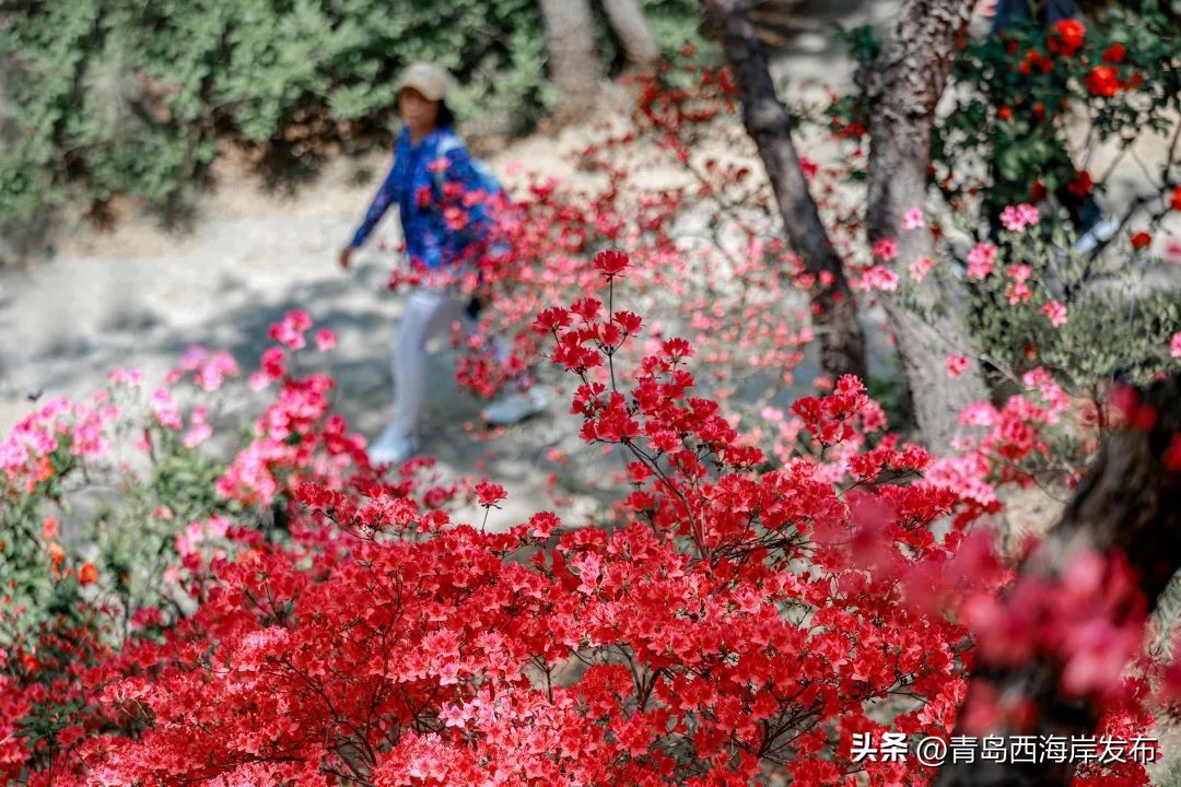 现实版小森林，这些藏在西海岸周边的乡野太治愈