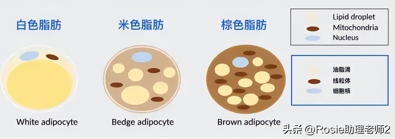 徐静蕾肚子怎么减肥,46岁徐静蕾腹部隆起有孕味