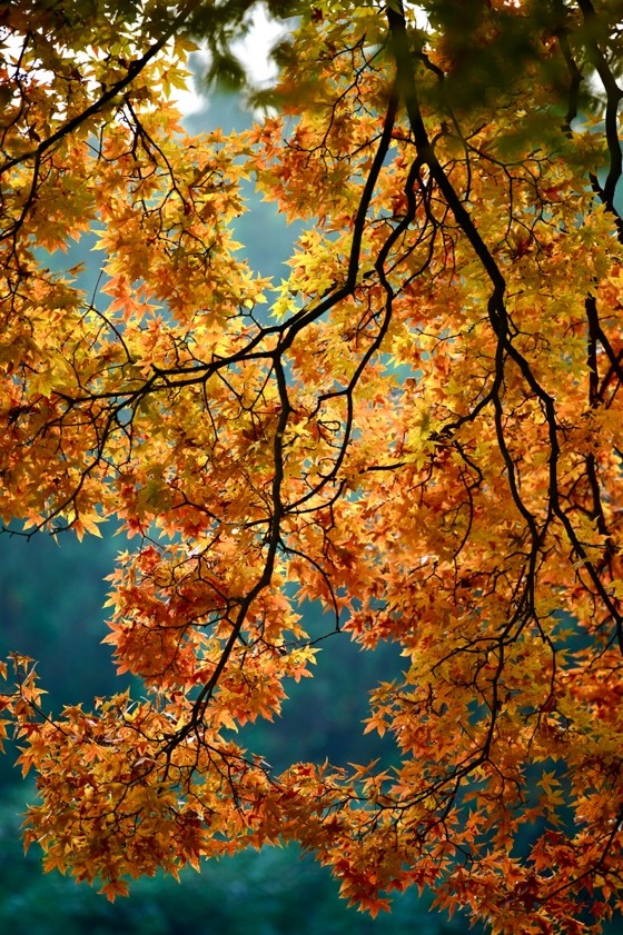 爱普生l8168打印6寸照片教学,商用自助专业打印照片打印机