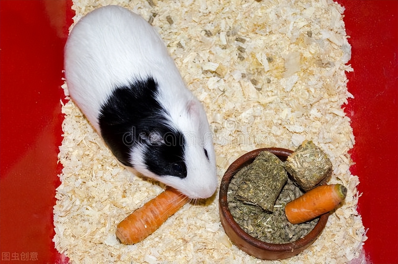 兔子脚上长癣用什么药最好,兔子身上长癣脱毛用啥药