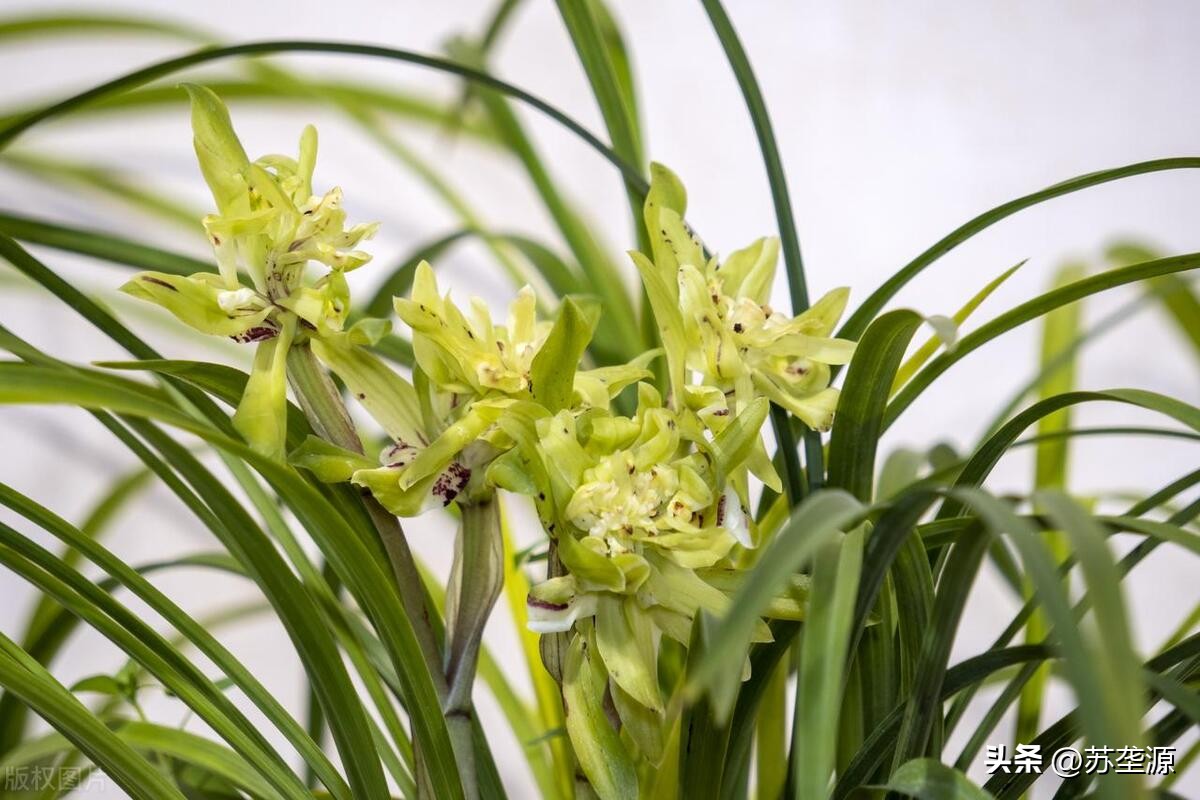 中国十大名花茶花香味排行榜,中国十大名花之一排行榜