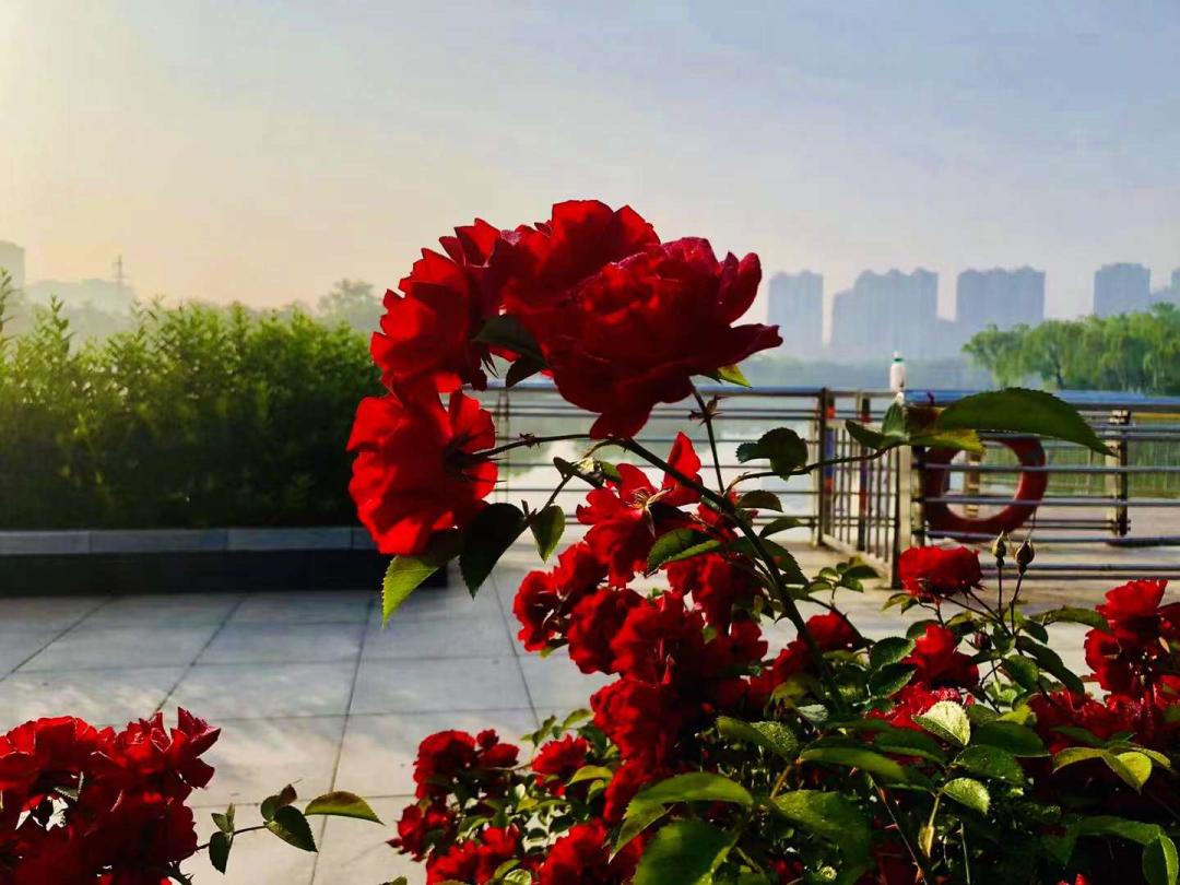 万绿丛中一抹红电影名,万绿丛中一抹红完整版