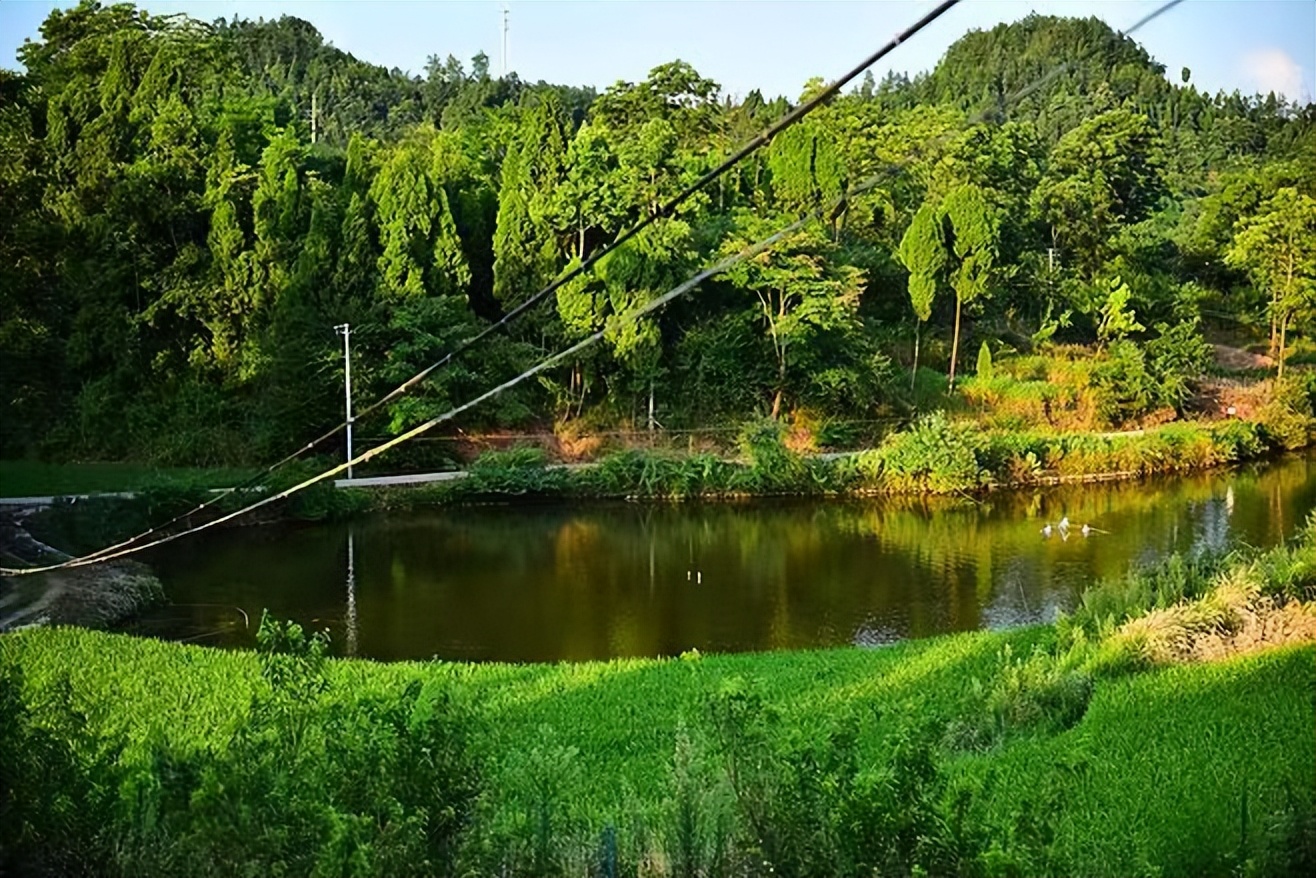 养殖1000条鳄鱼一年能赚多少钱,养殖五十条鳄鱼一年能有多少收入