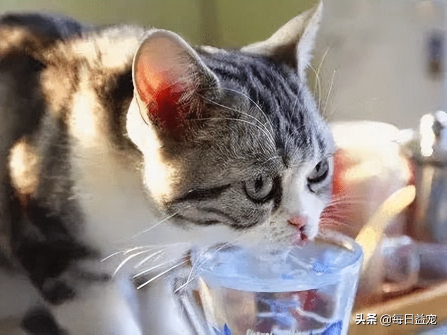 猫咪感冒呼吸声音很大是正常的吗,猫咪感冒了打喷嚏流鼻涕吃什么药