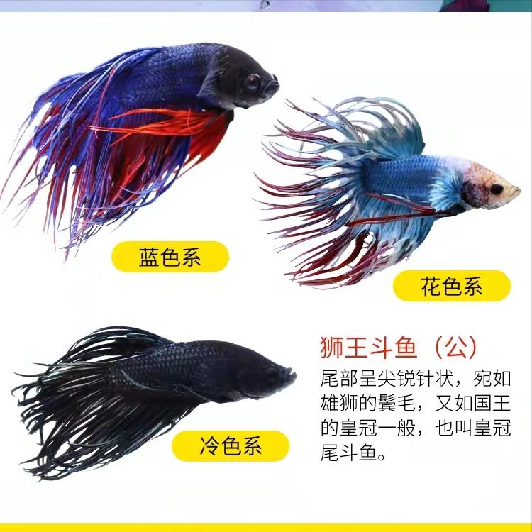 新手养观赏鱼全过程,新手养鱼入门基础教程小观赏鱼