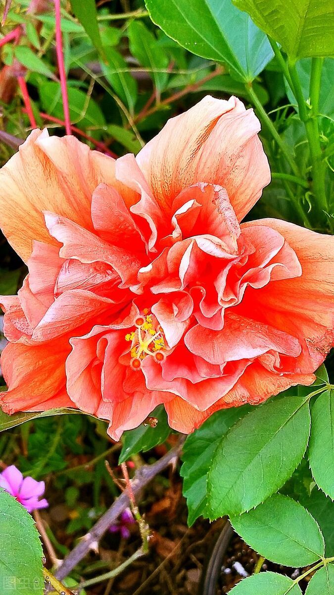 中国古典十大花卉,中国传统十大花卉有哪些