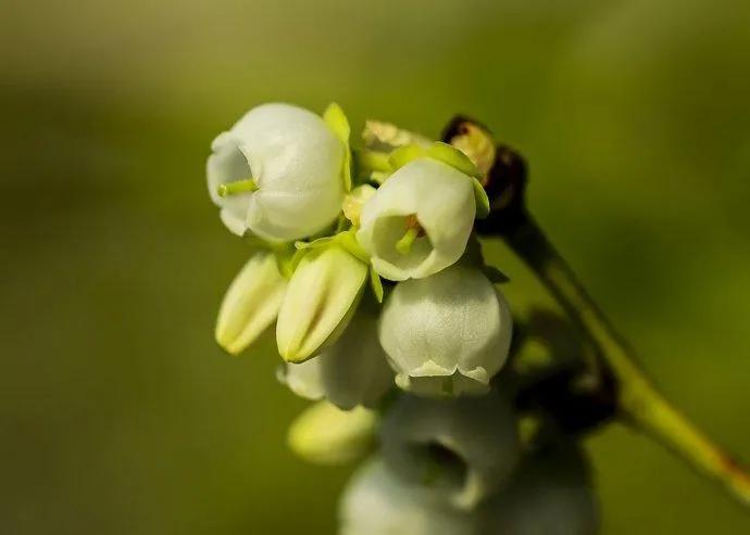 春夏之交，越来越多的花含苞欲放，这一百种娇媚蓓蕾真是美不胜收