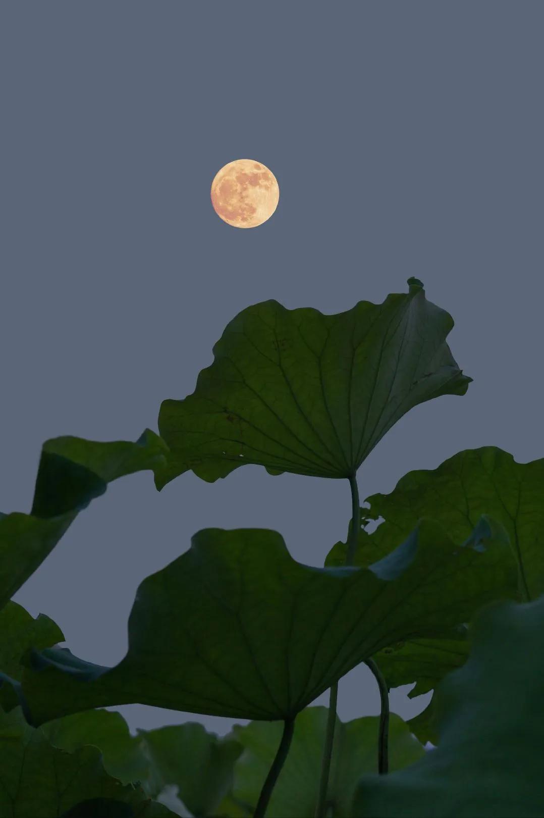 出淤泥而不染的荷花真的好美,出淤泥而不染的荷花真的太漂亮了