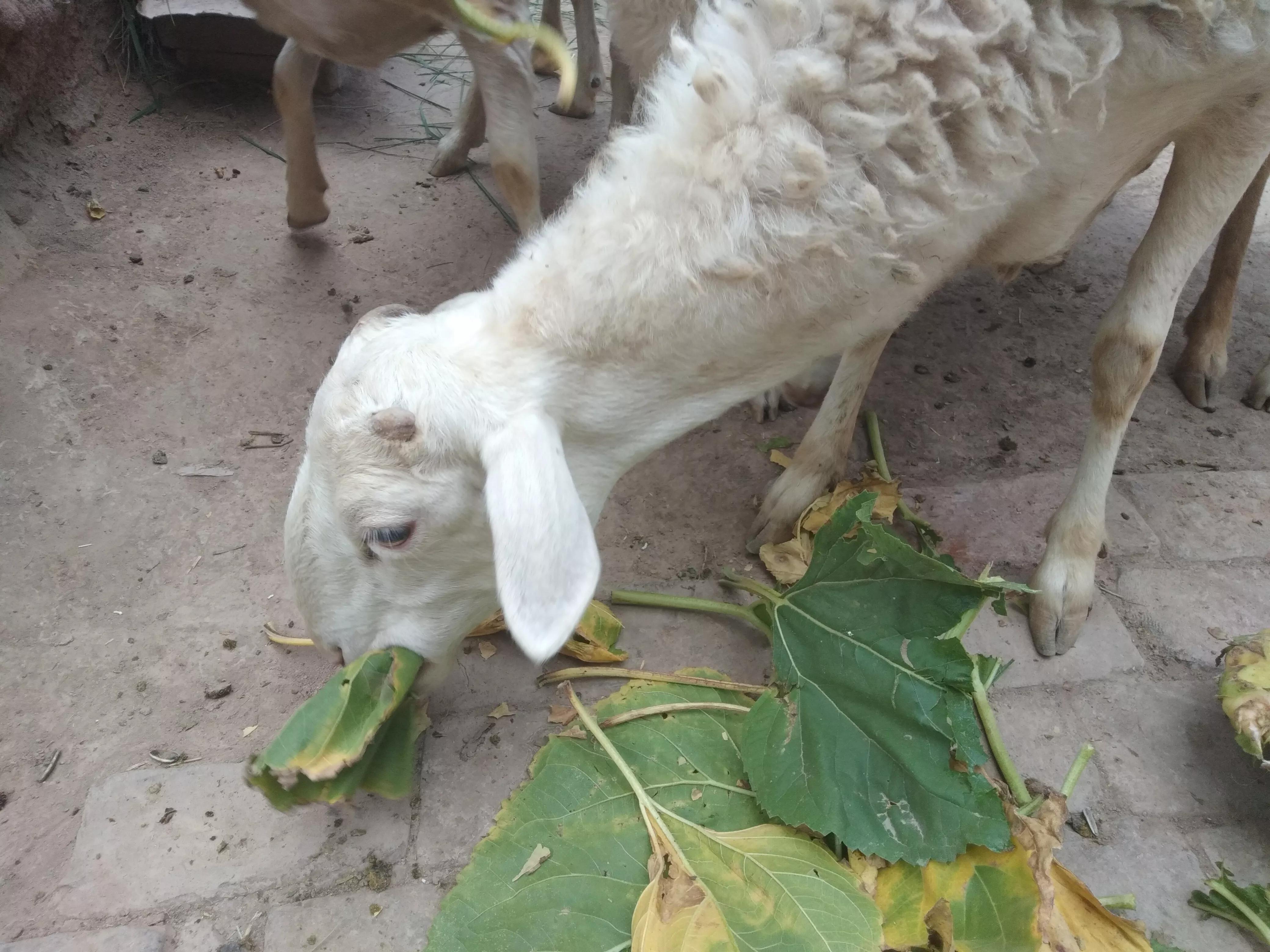 羊价为什么会跌这么多,最近几年羊价走势如何