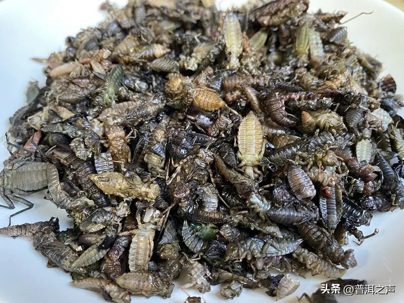 有一种味道叫普洱丨花吃够了，该吃虫了！