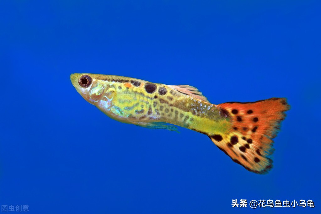 孔雀鱼小苗怎么养长得快,孔雀鱼幼苗怎么养小技巧记得收藏