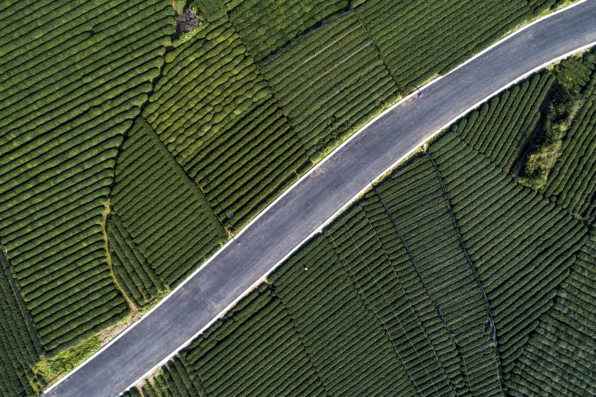 白茶长毛正常吗,白茶泡起来有毛