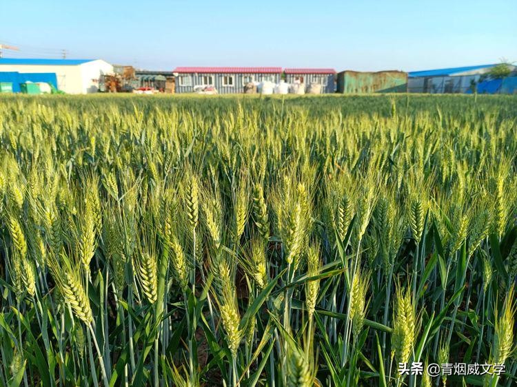 五下课外五首古诗,五下古诗第五首