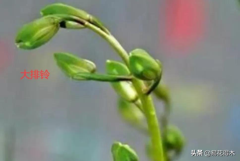 兰花上盆如何避免空根生长,兰花开始开花怎么养护好看